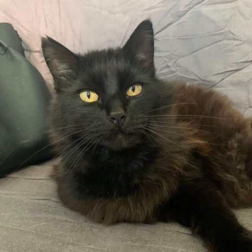 Salem 